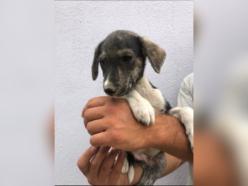 Mojo (3) wartet auf ein Zuhause
