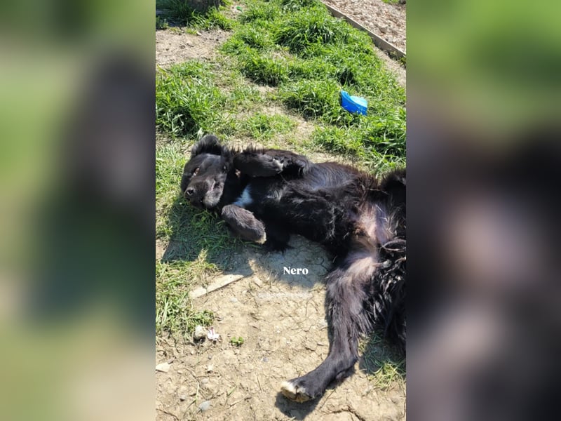 Nero (4) wartet schon so lange....
