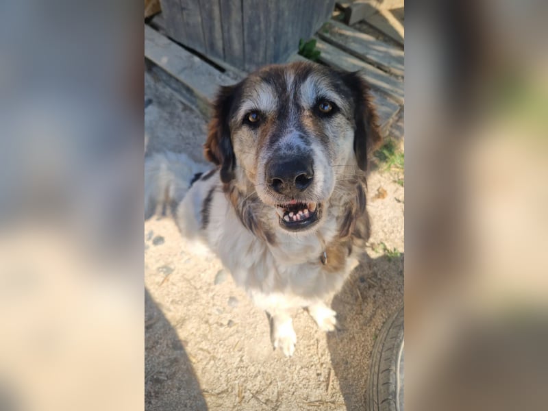 Drago (8/9) sucht ein gemütliches Plätzchen