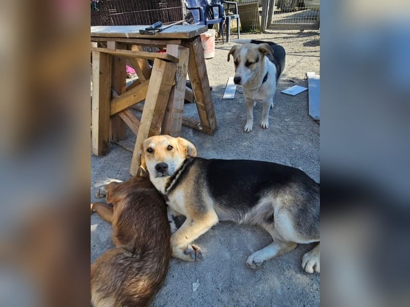 Sunny (4) sucht ein Zuhause