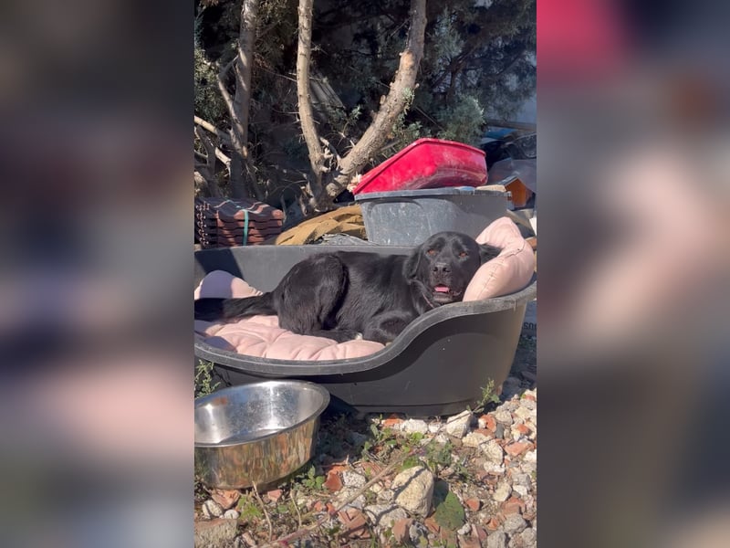 Nero (4) wartet schon so lange....
