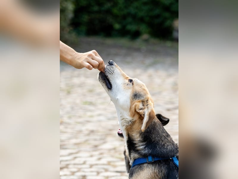 Sunny (4) sucht ein Zuhause