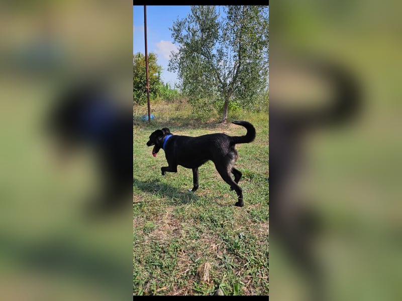 Bellissima eine wahre black beauty
