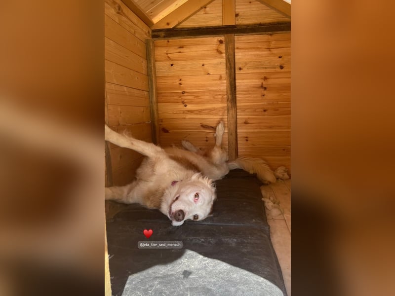 Yoshi (9) sucht einen ruhigen Platz