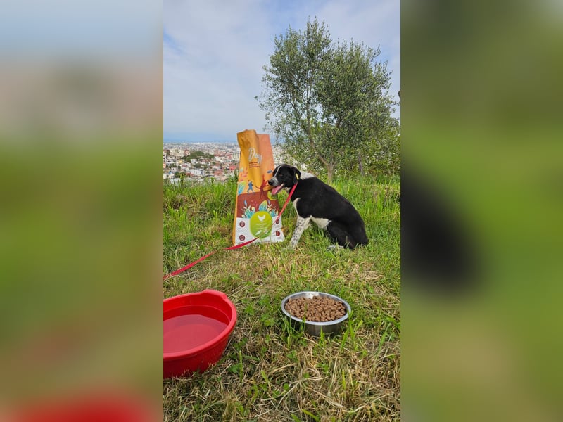 Kira (1) sucht ein Zuhause
