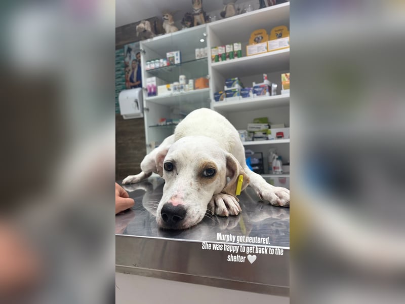 Murphy (3) sucht Ihr Happy End