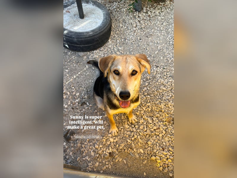 Sunny (4) sucht ein Zuhause