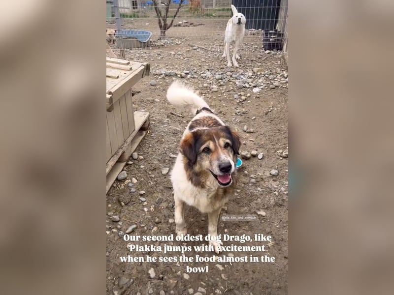 Drago (8/9) sucht ein gemütliches Plätzchen