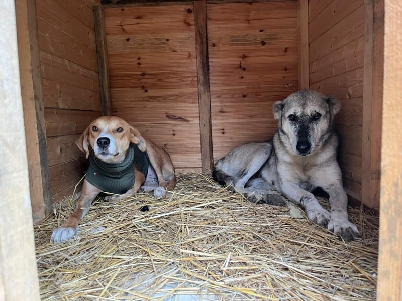 Milly (3) unsere dreibeinige Kämpferin sucht ein Zuhause