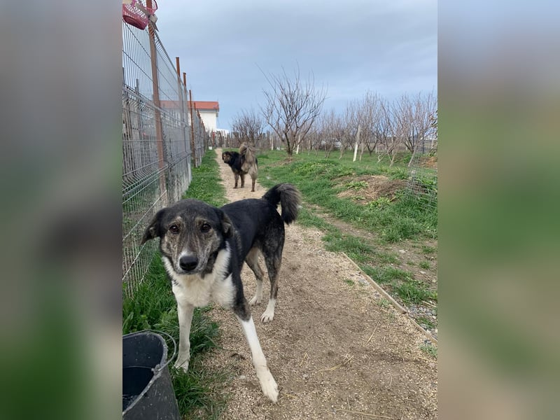 Mojo (3) wartet auf ein Zuhause