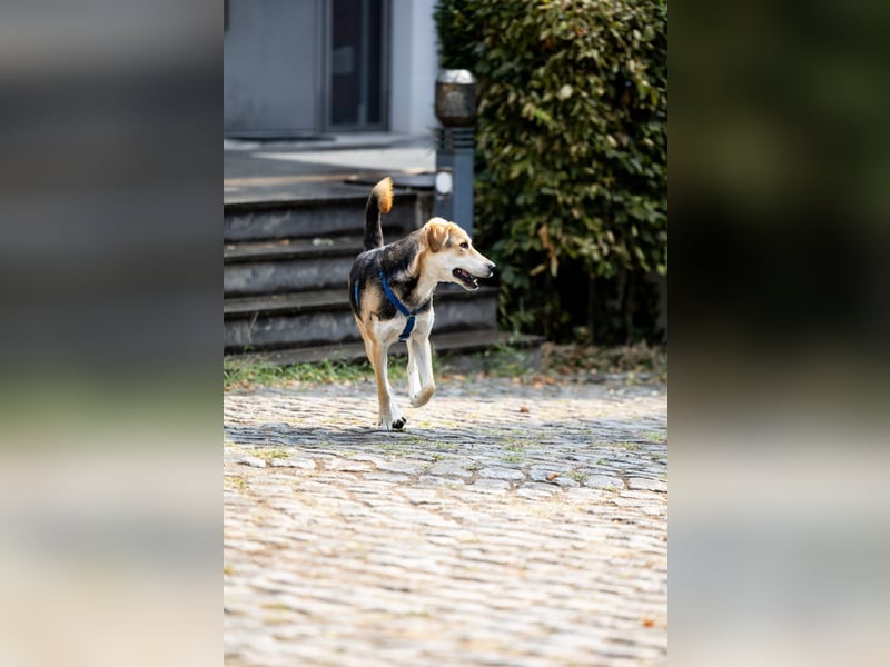 Sunny (4) sucht ein Zuhause
