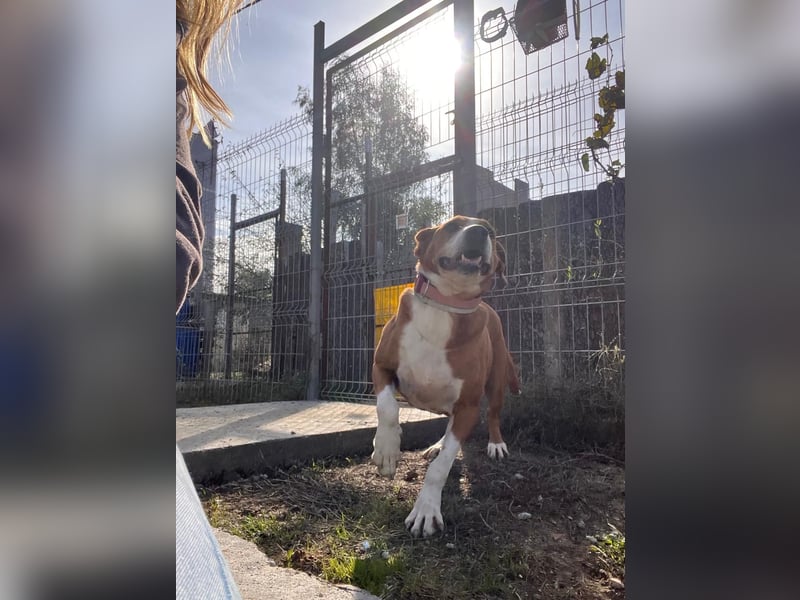 Fanja (8) unsere Kämpferin mit Herz (Bully Mischling)