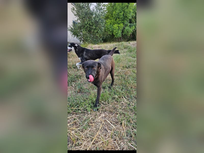 Bellissima eine wahre black beauty