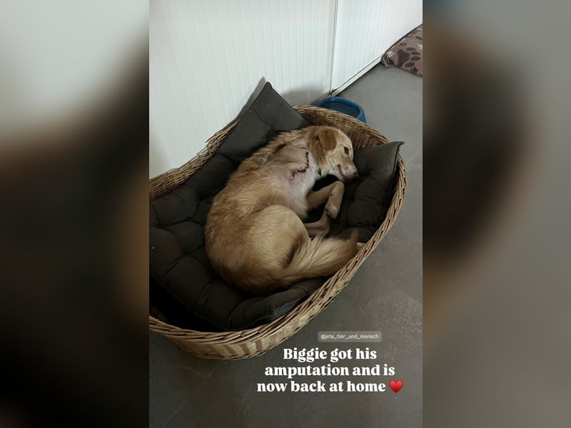 Biggi (2) unser dreibeiniger Sonnenschein