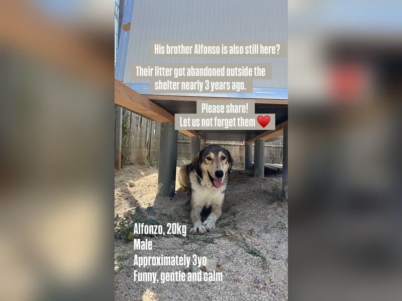 Alfonzo (3) sucht seine Familie