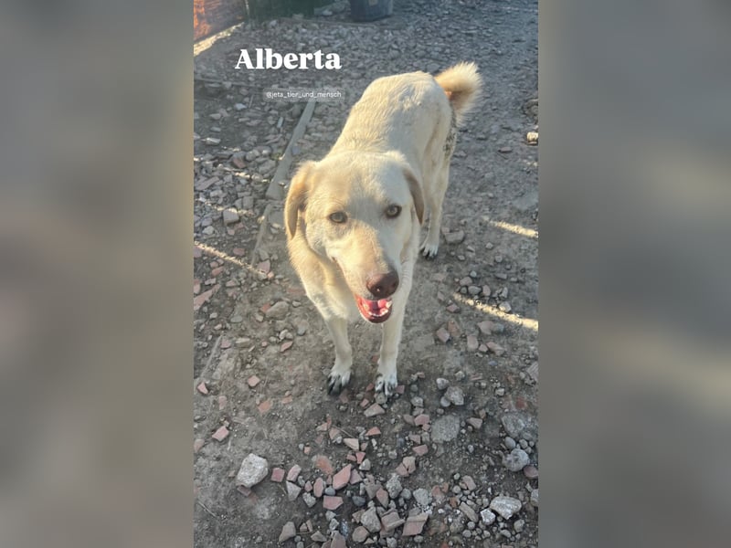 Alberta (3) wartet auf Dich