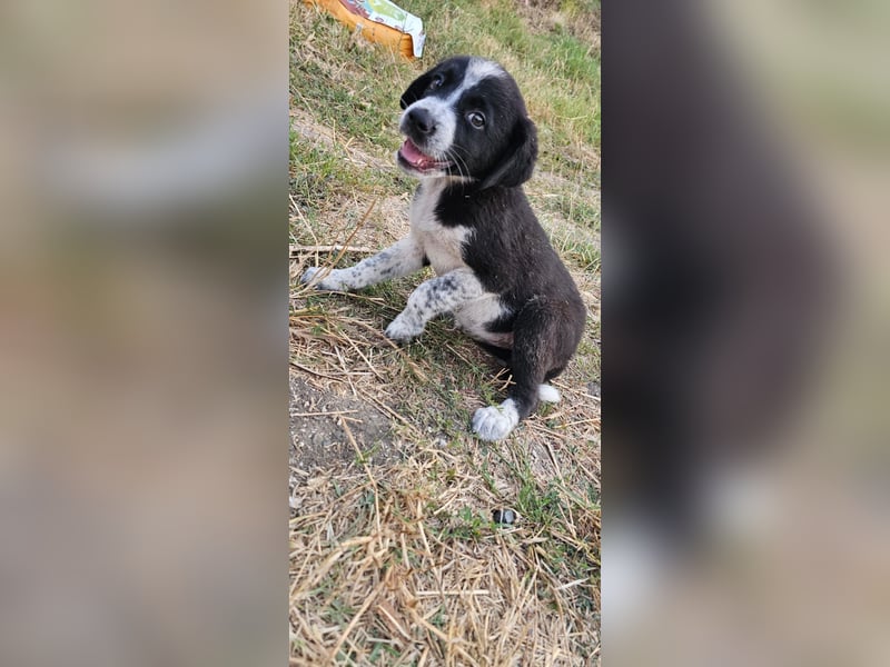 Kira (1) sucht ein Zuhause