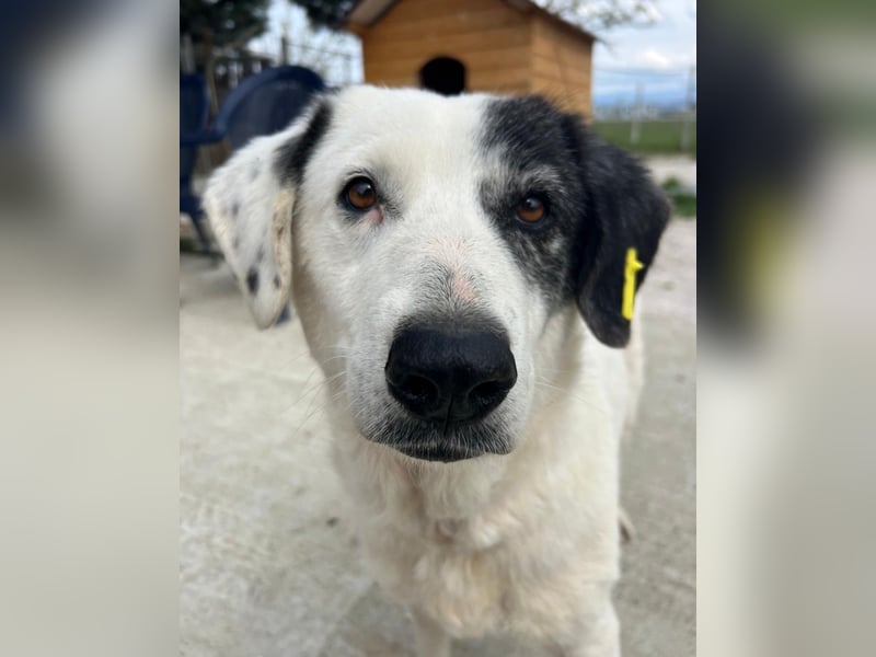 Seniorenhündin Domino (10) sucht ein Zuhause