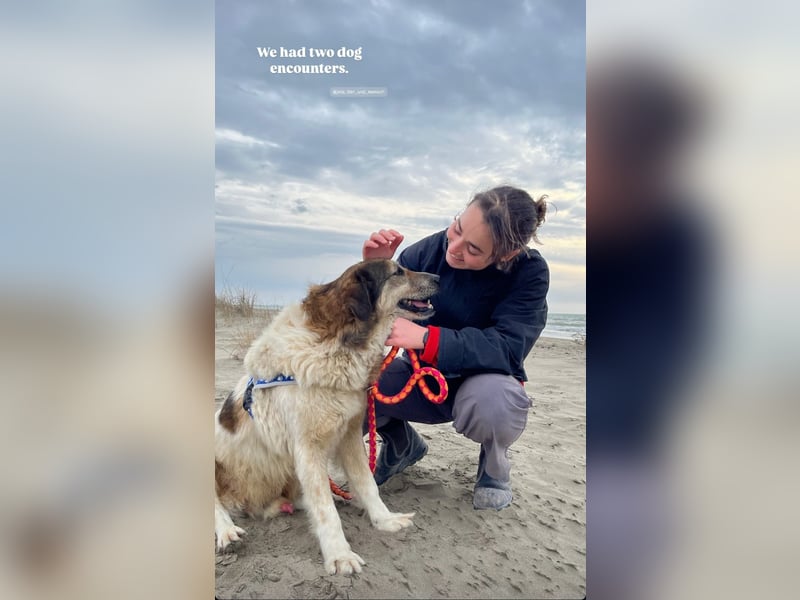 Drago (8/9) sucht ein gemütliches Plätzchen