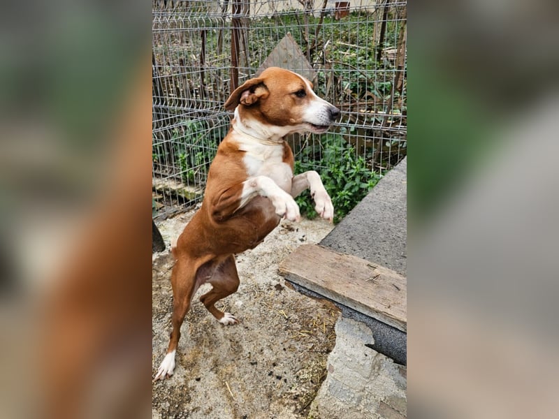 Fanja (8) unsere Kämpferin mit Herz (Bully Mischling)