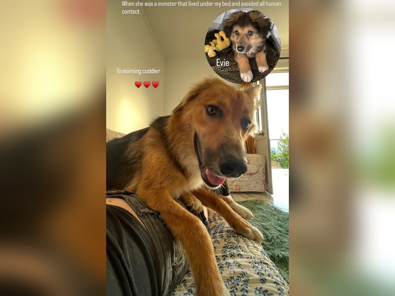Evie (1-2) unsere scheue Schönheit