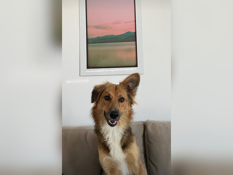 Evie (1-2) unsere scheue Schönheit