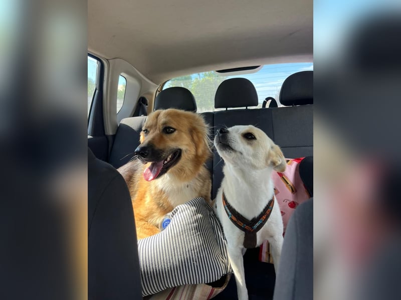 Evie (1-2) unsere scheue Schönheit