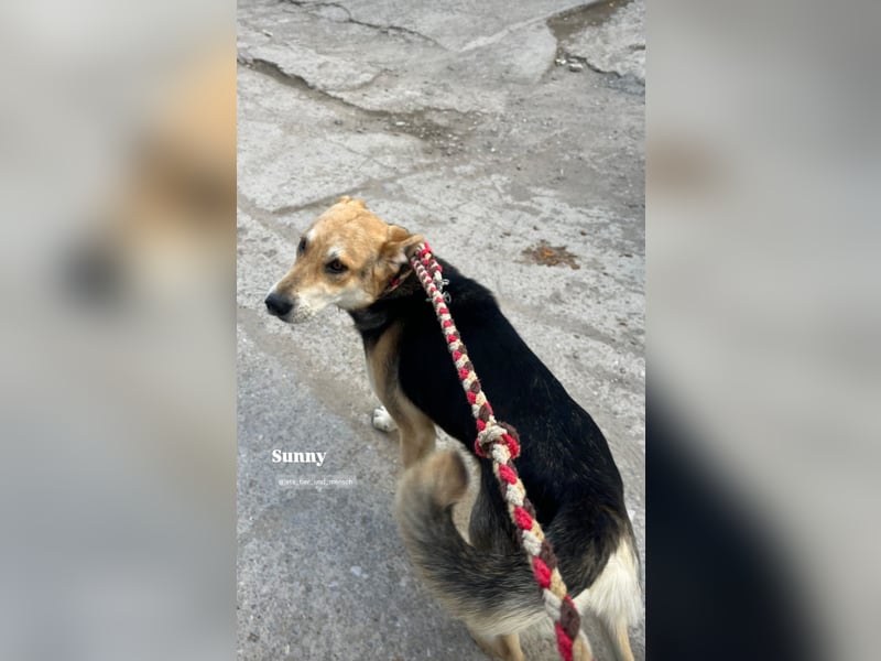 Sunny (4) sucht ein Zuhause
