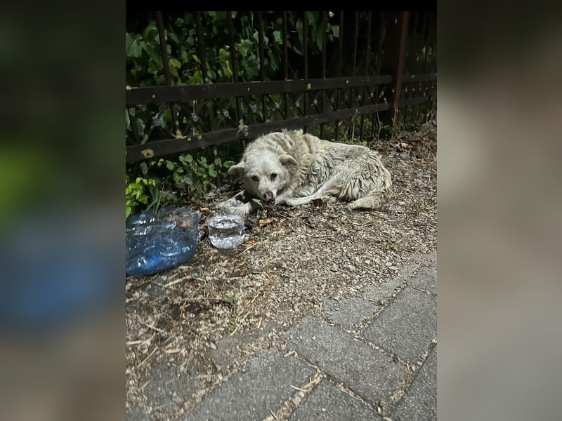 Josie (8) sucht einen Platz zum Entspannen