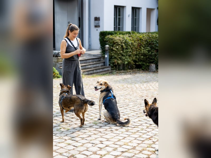 Sunny (4) sucht ein Zuhause