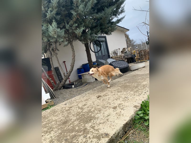 Axel (4) sucht ein sicheres Zuhause