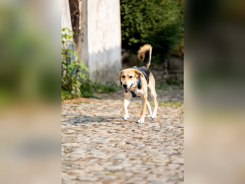 Sunny (4) sucht ein Zuhause