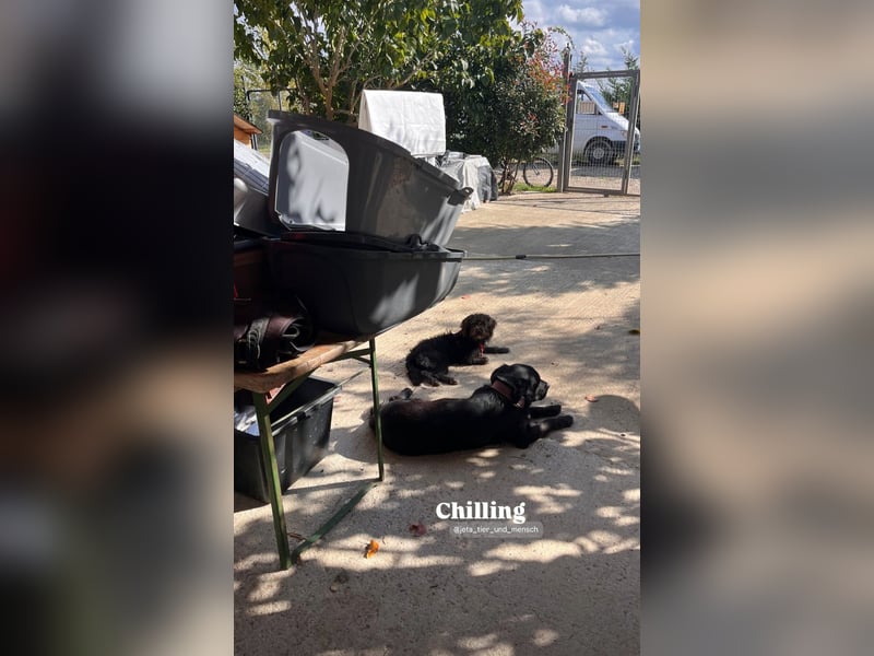 Nero (4) wartet schon so lange....