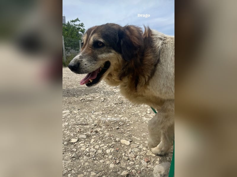 Drago (8/9) sucht ein gemütliches Plätzchen