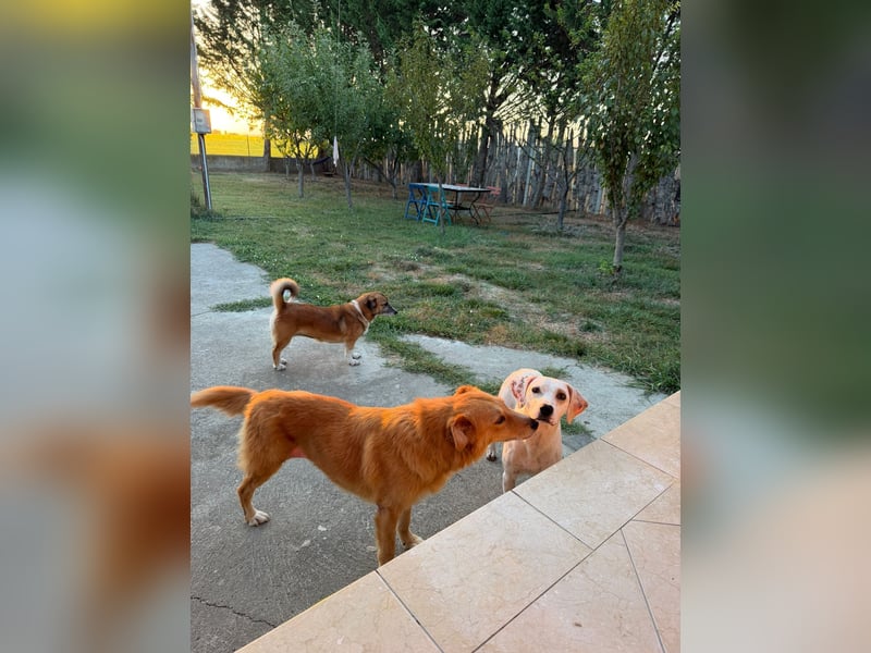 Murphy (3) sucht Ihr Happy End