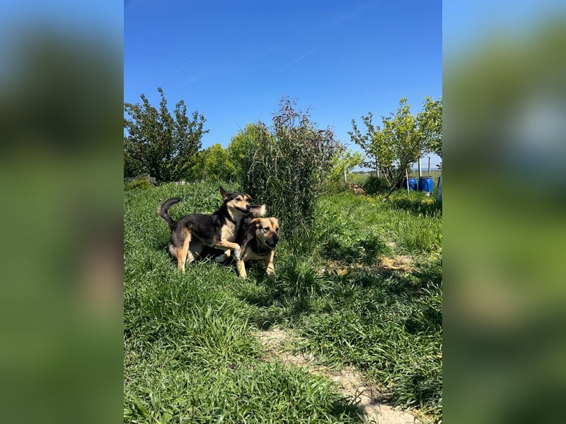 Pepper (2) ist eine wunderschöne junge Hündin - bereit für ein Zuhause