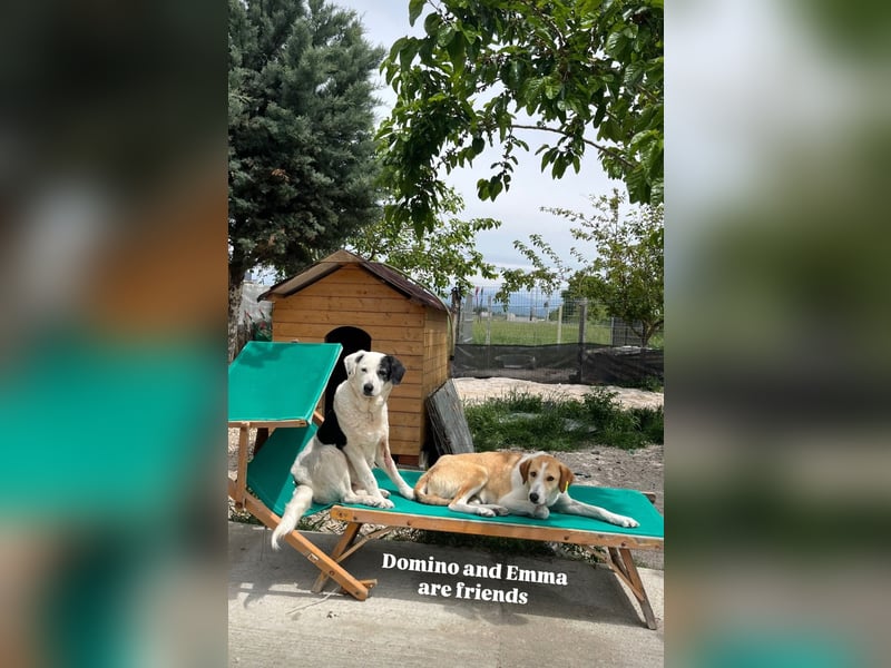 Seniorenhündin Domino (10) sucht ein Zuhause