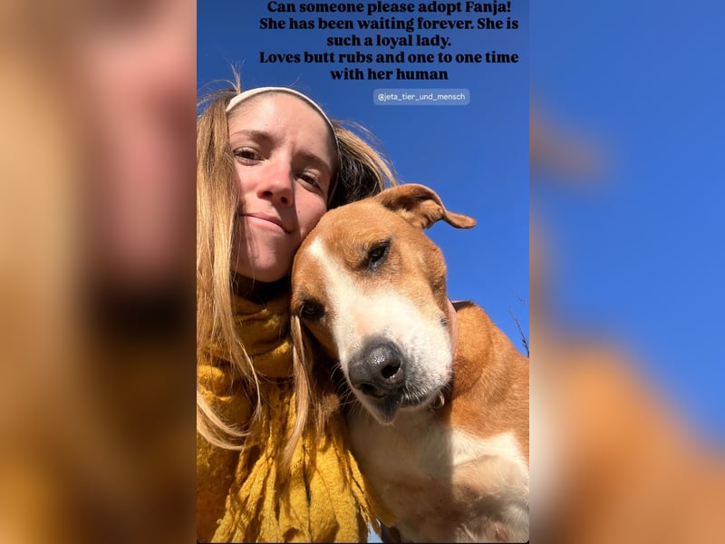 Fanja (8) unsere Kämpferin mit Herz (Bully Mischling)