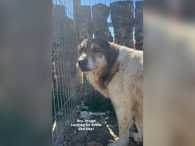 Drago (8/9) sucht ein gemütliches Plätzchen