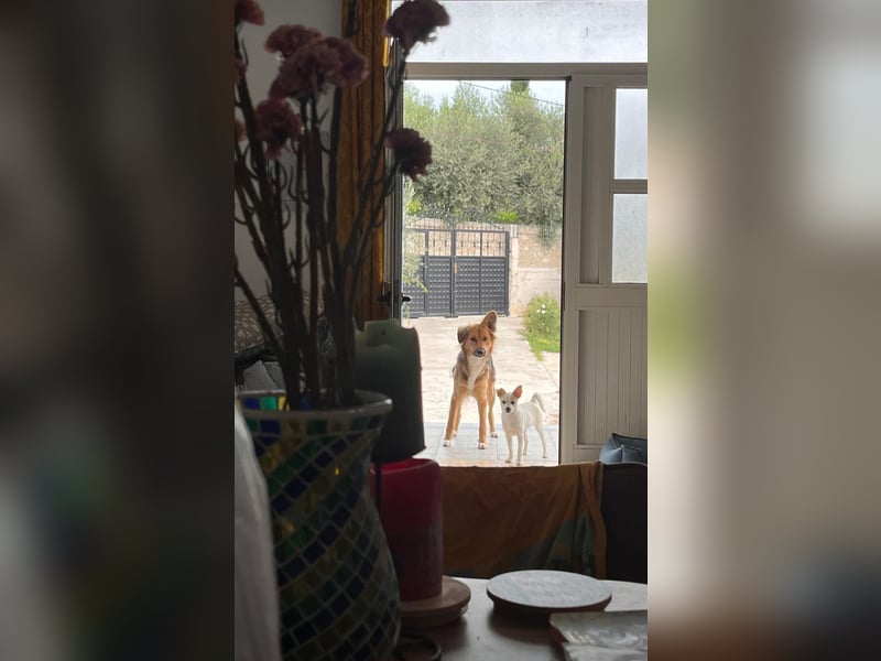 Evie (1-2) unsere scheue Schönheit