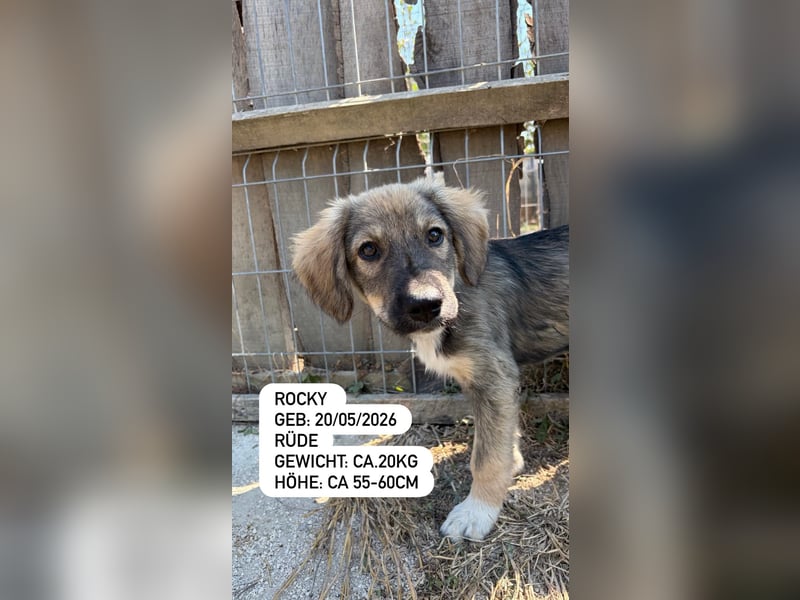 Rocky hat sich durchgeboxt
