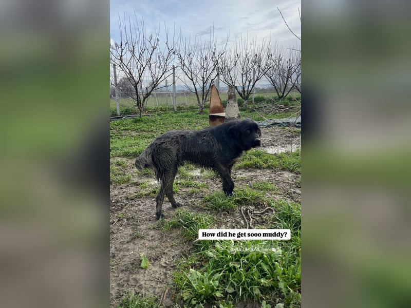 Nero (4) wartet schon so lange....