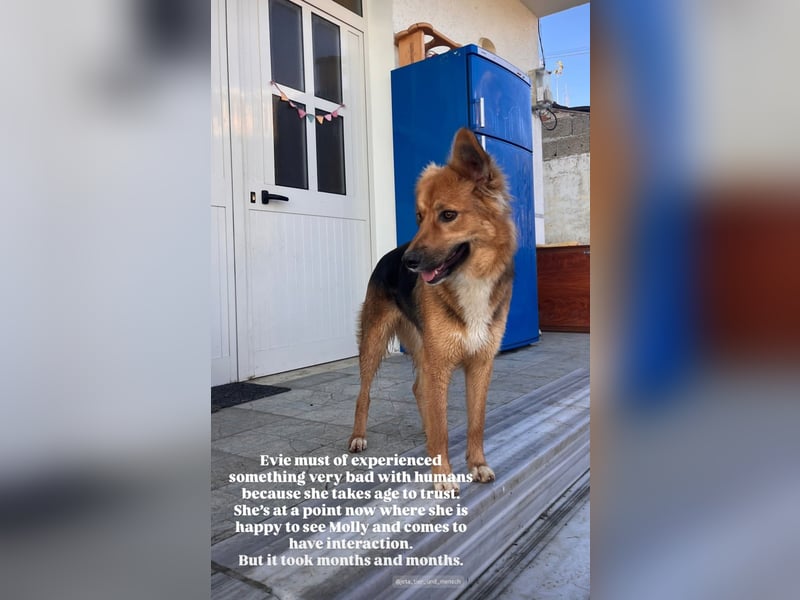 Evie (1-2) unsere scheue Schönheit