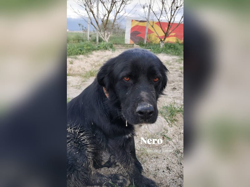 Nero (4) wartet schon so lange....