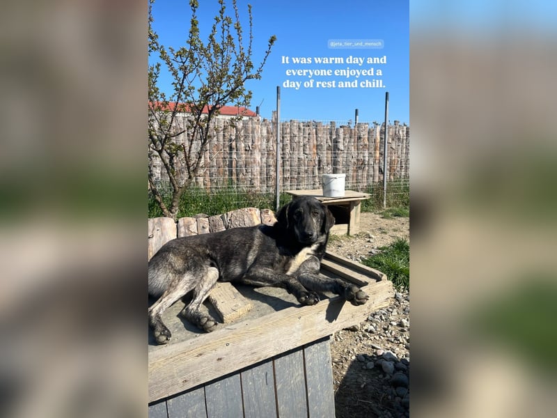 Der ruhige Shoku (3) sucht ein Zuhause