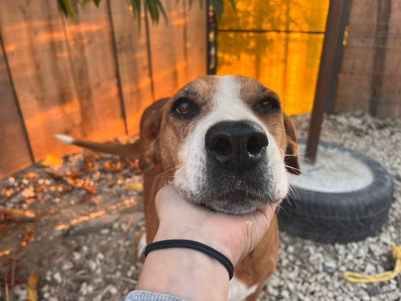 Fanja (8) unsere Kämpferin mit Herz (Bully Mischling)