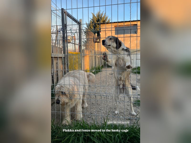 Alfonzo (3) sucht seine Familie