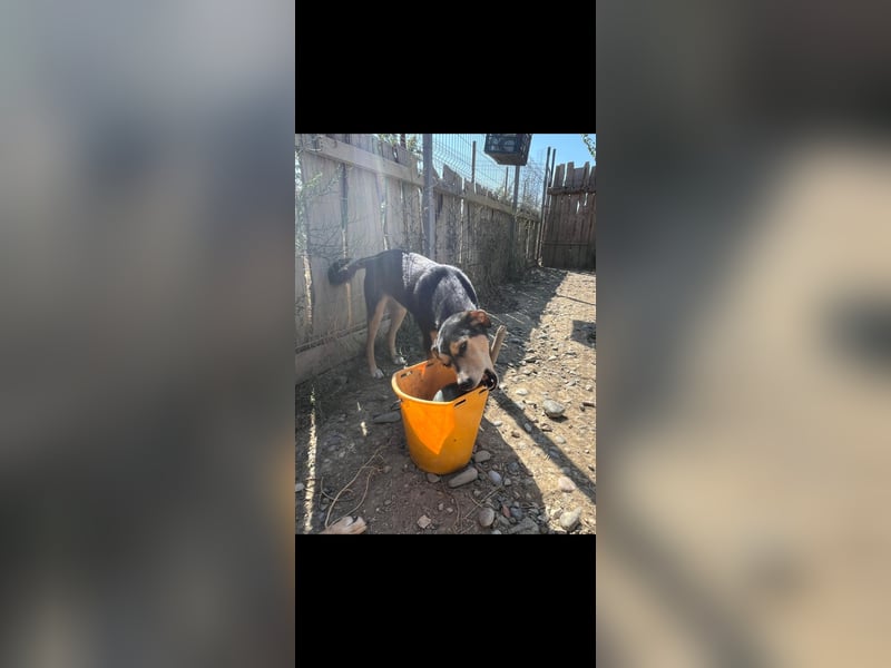 Pepper (2) ist eine wunderschöne junge Hündin - bereit für ein Zuhause