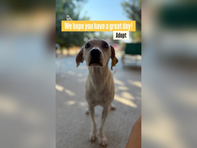 Murphy (3) sucht Ihr Happy End