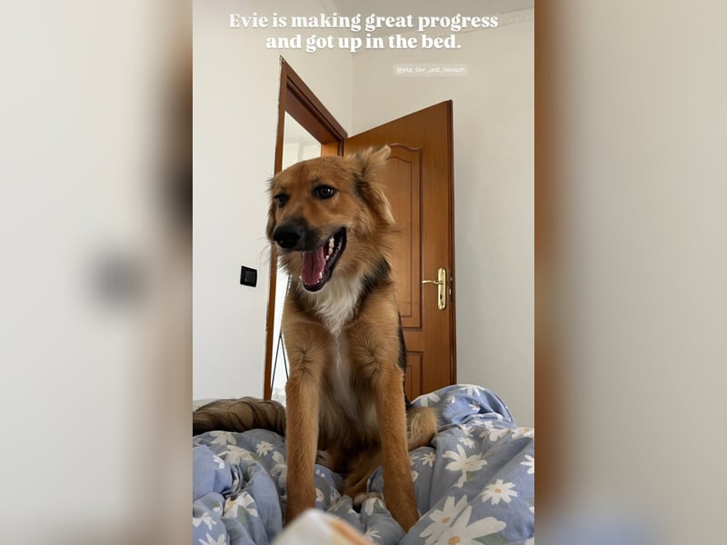 Evie (1-2) unsere scheue Schönheit